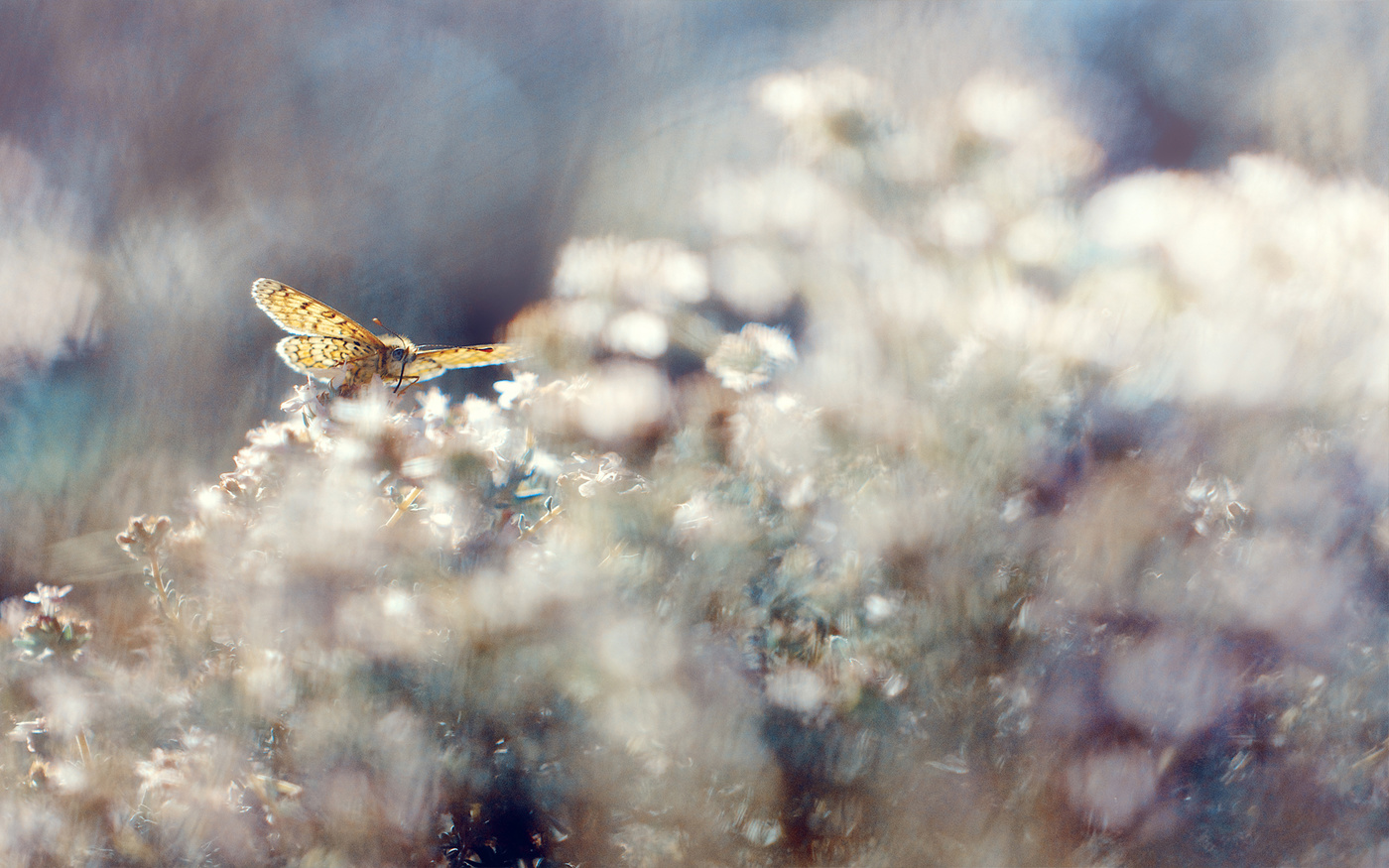 Ванильное лето..