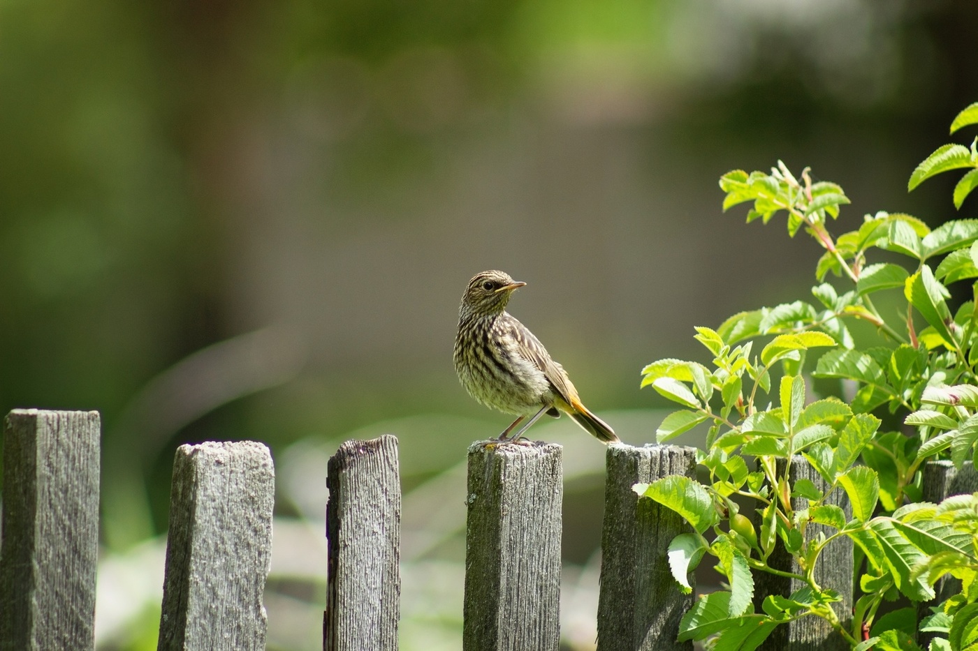 "Мисс Июнь 2020 года"