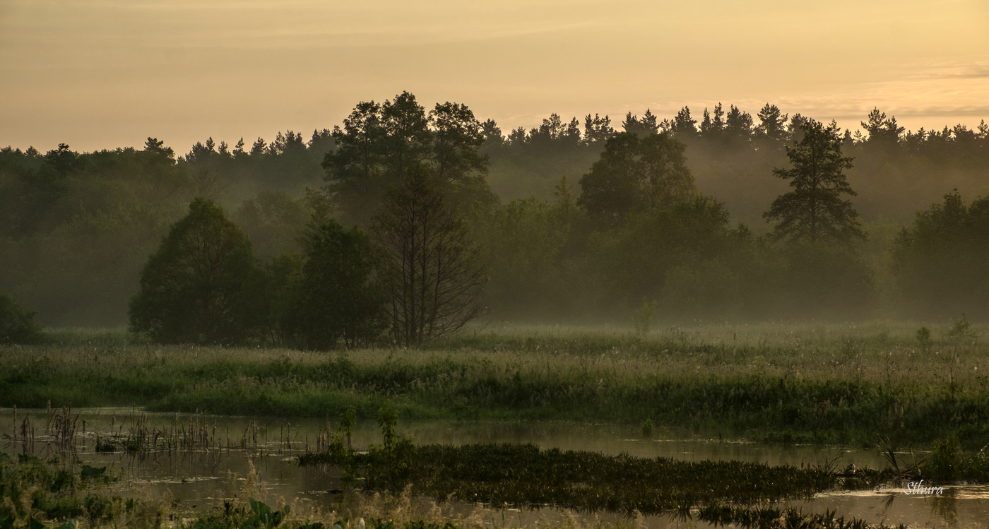 Туманный лес.