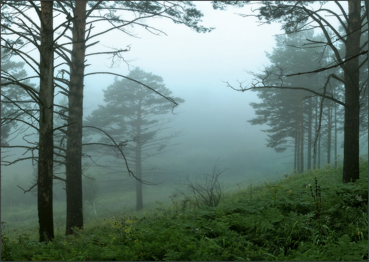 Утро, туман...