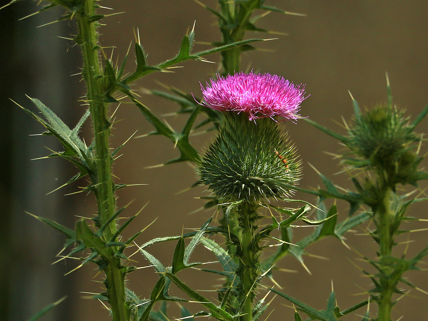 Ооочень колючая красота