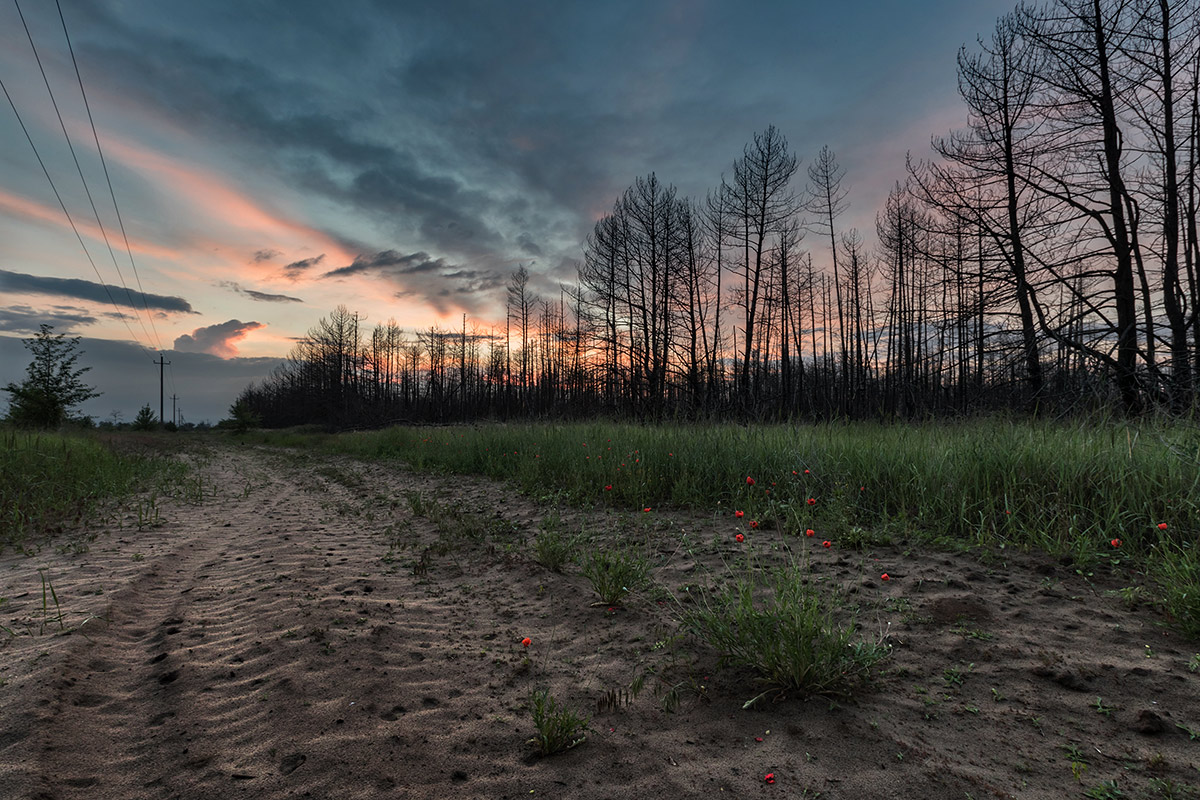У сгоревшего леса