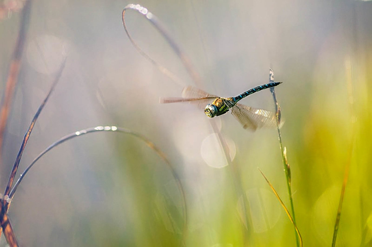 Хеликоптер)