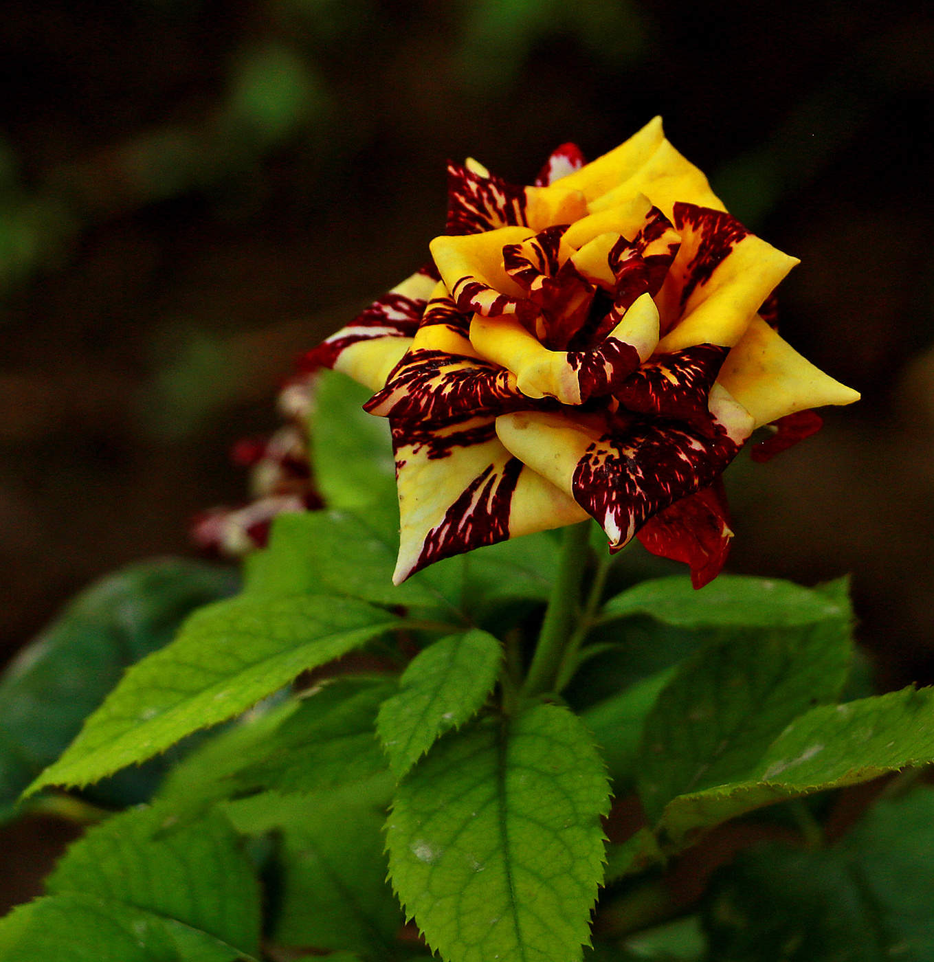 Золотая Абракадабра