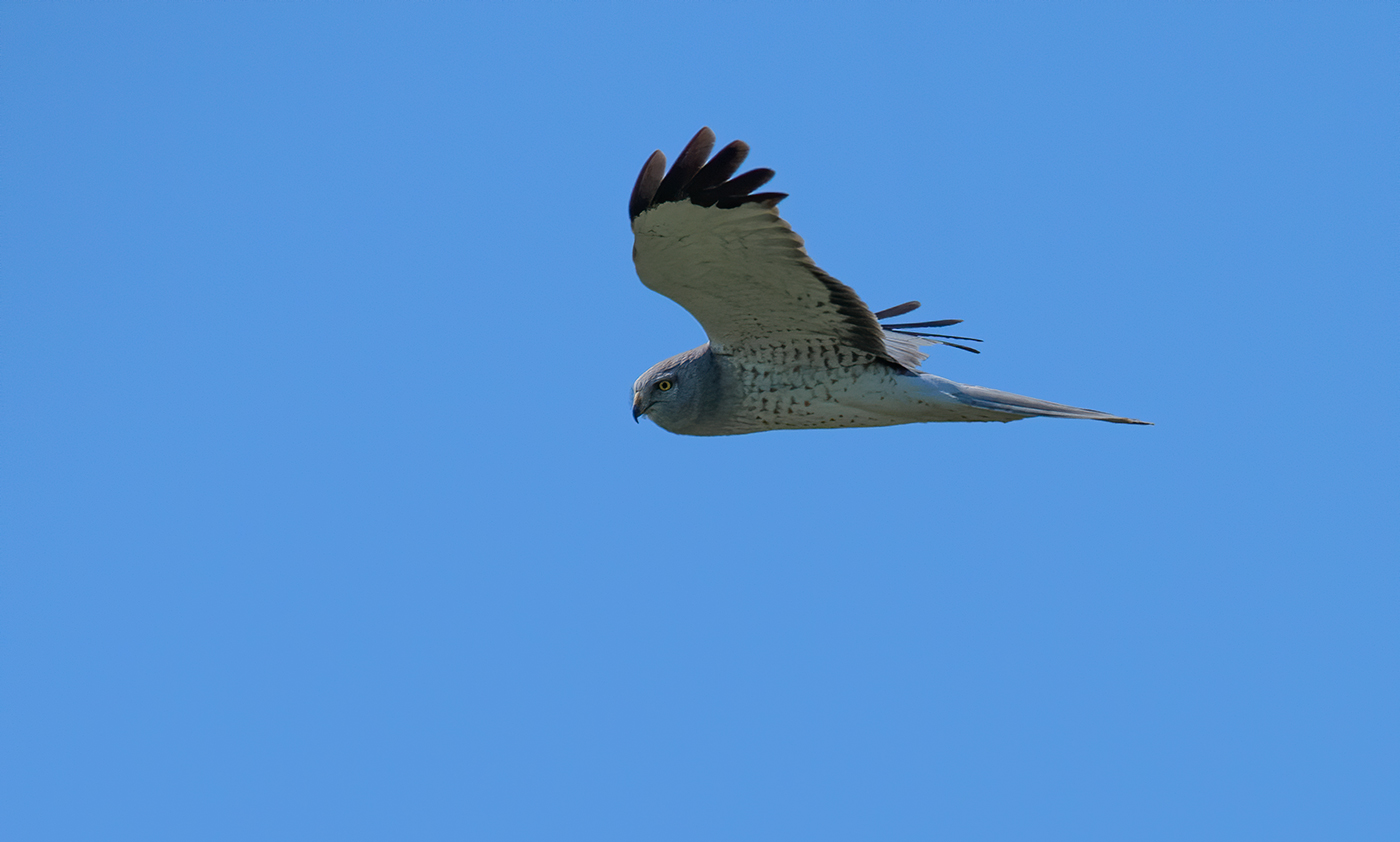 Northern harrier