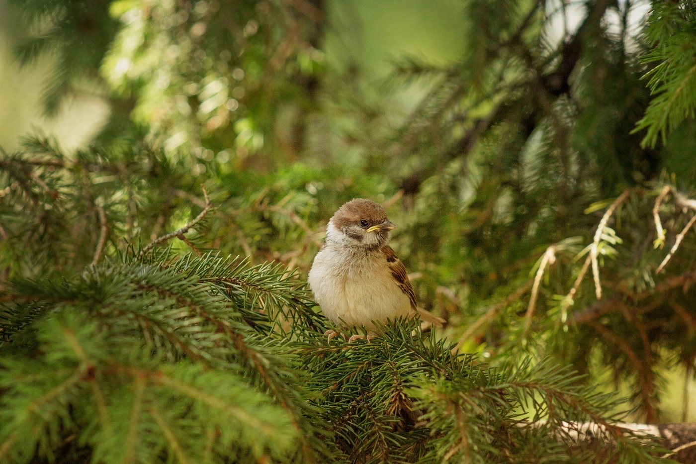 "Новогодняя игрушка - хитрый воробей"
