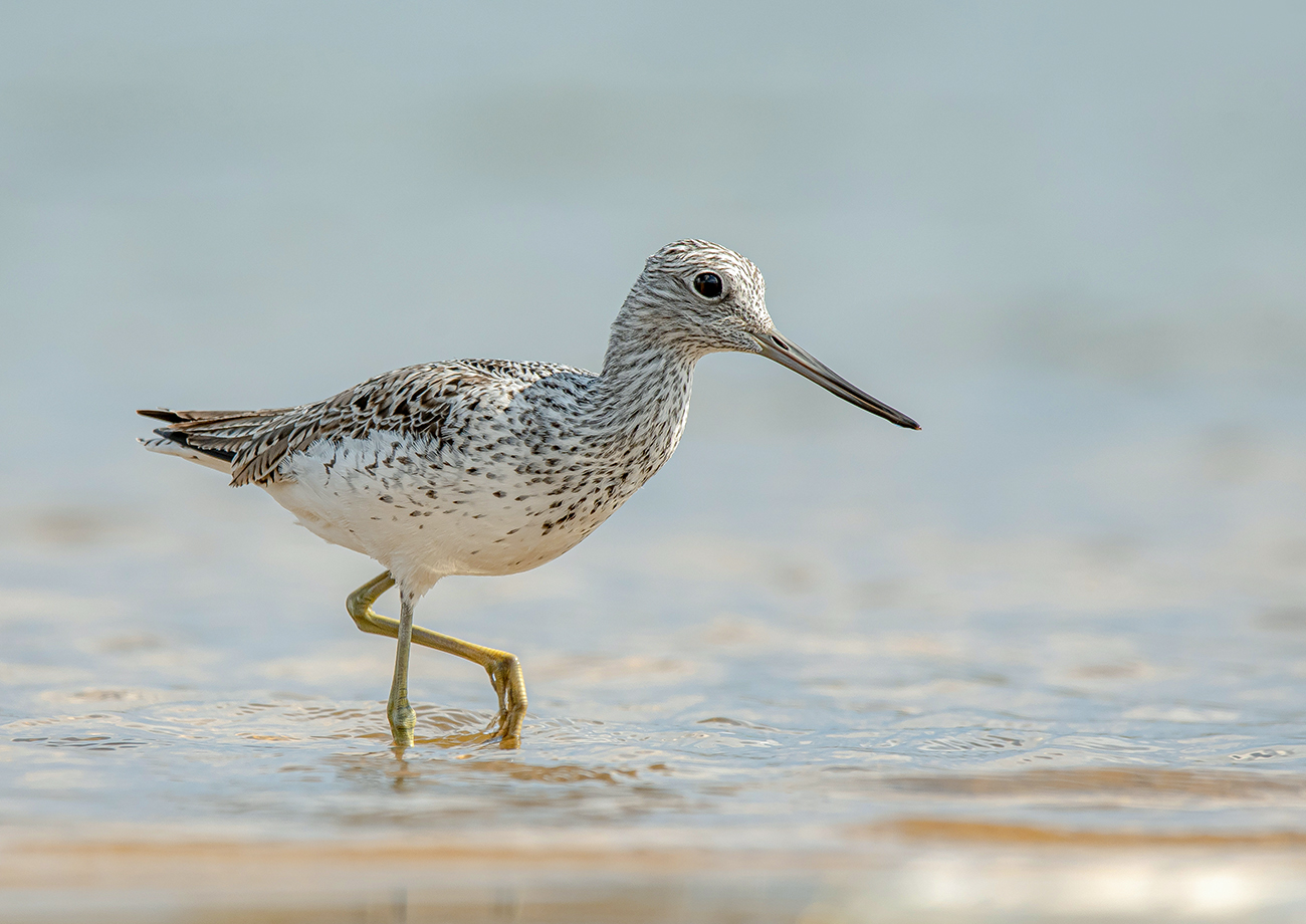 Большой улит