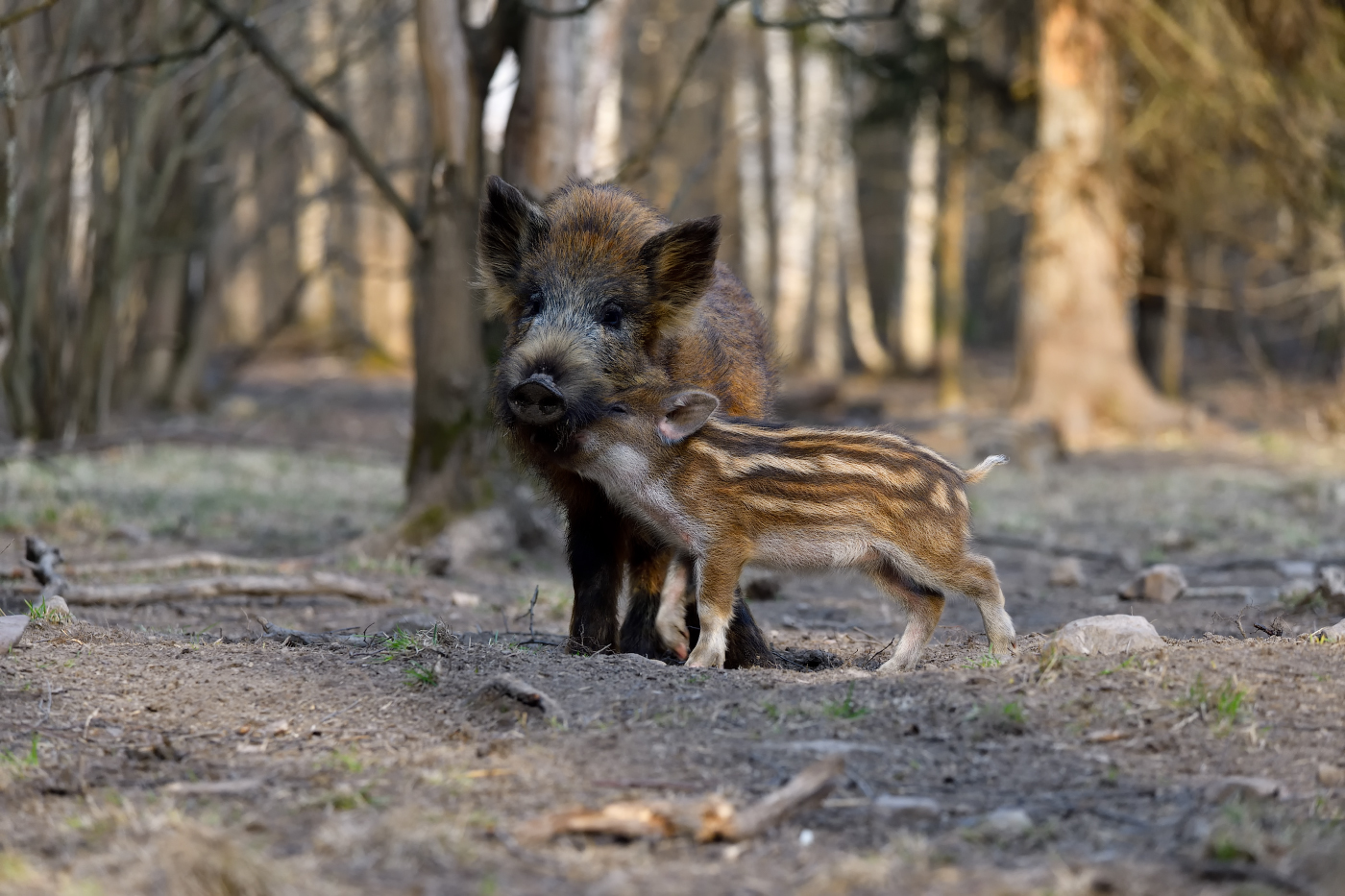 нежные чувства