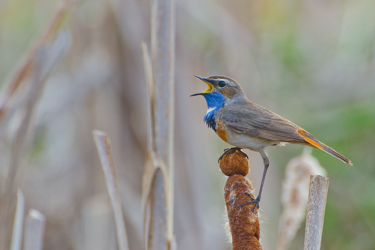 Весенний хит