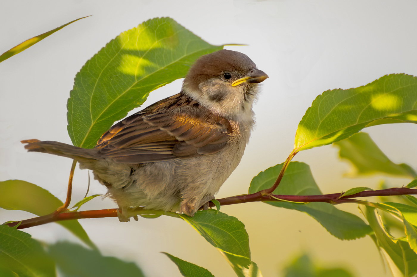 желторотик..