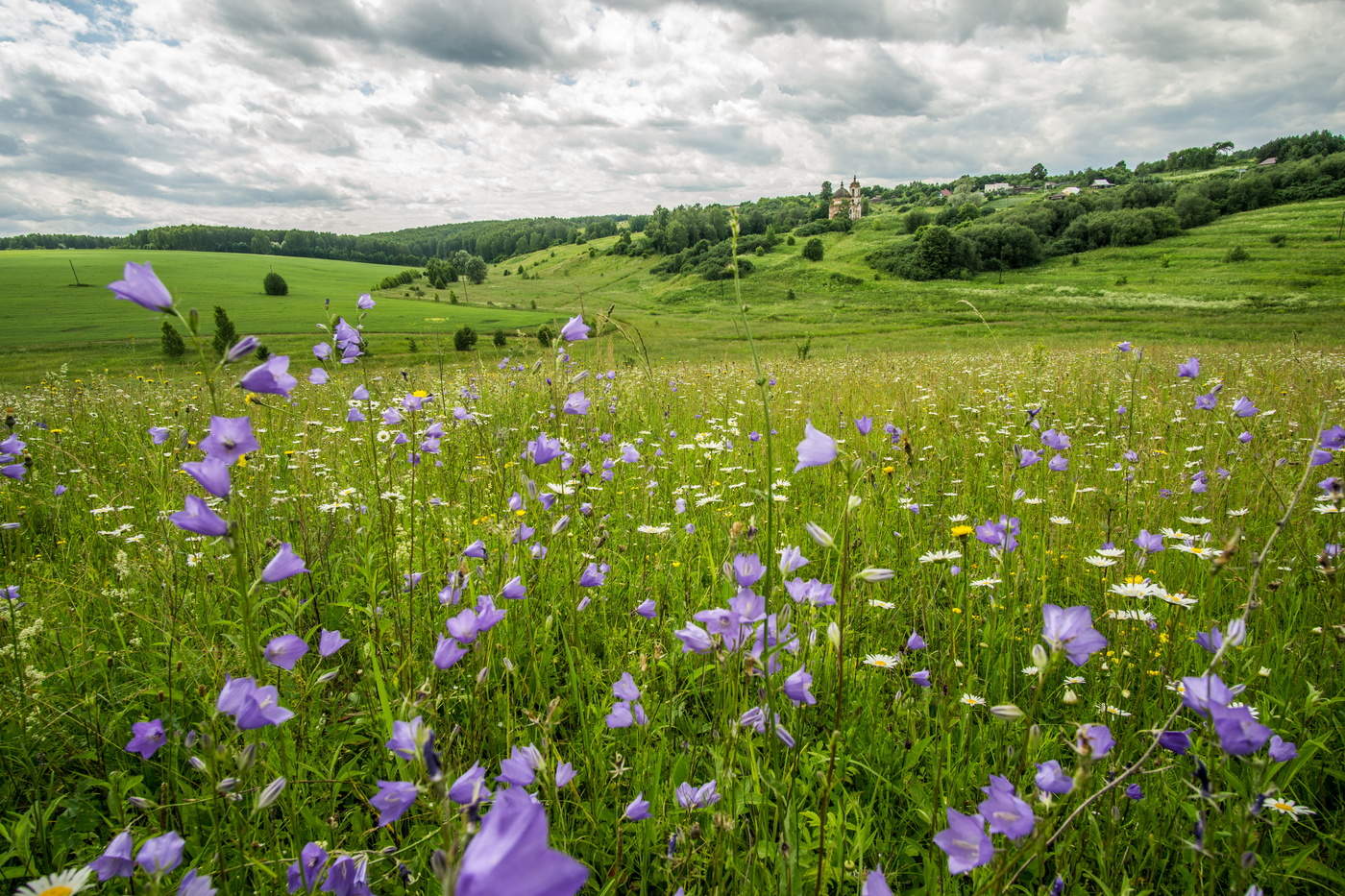 Колокольчики в полях.