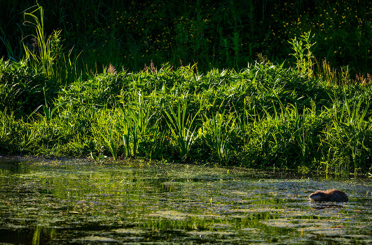 Лесное озеро...