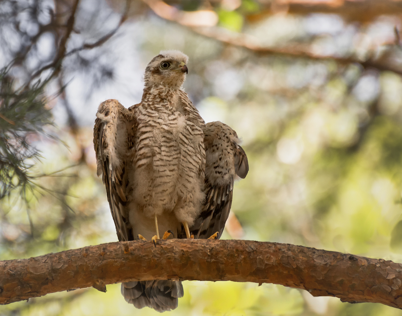 Вот он какой Мир...!!