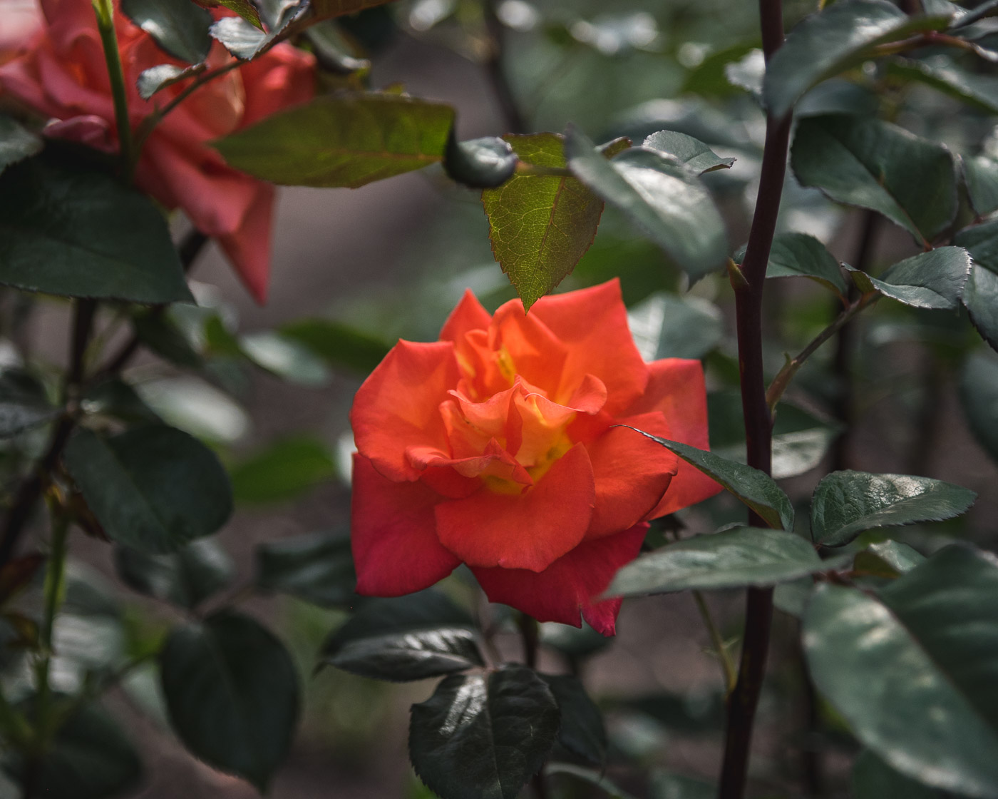 Лето. Цветут розы