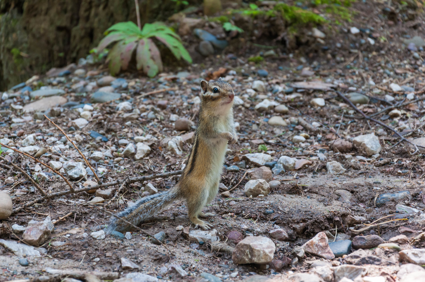 Тааак че каво, че тут раздают вкусненького?))