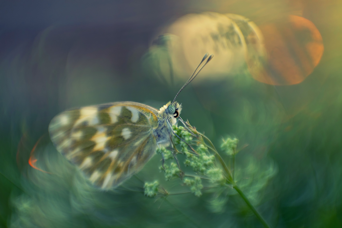 Когда приходит вечер