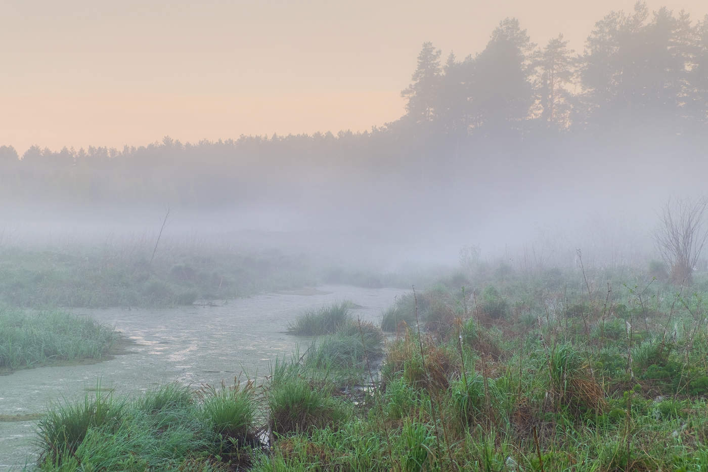 Спит ещё болотце