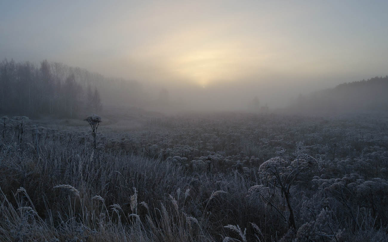 Не шербурские зонтичные