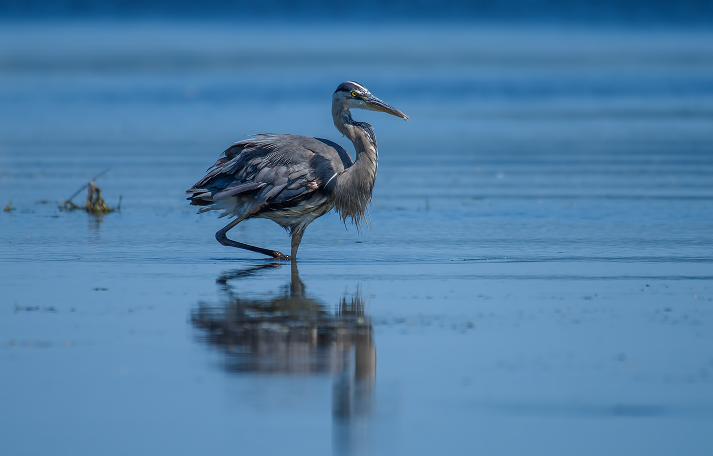 Great blue heron