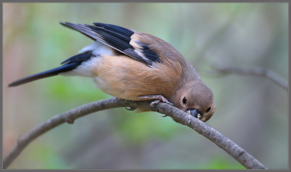 Снегирёвна