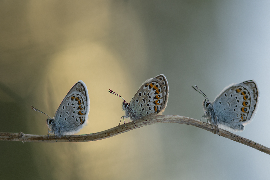 Вместе весело шагать