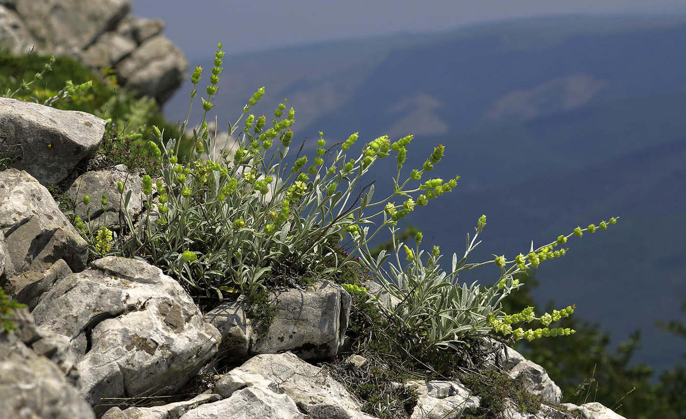 Железница крымская