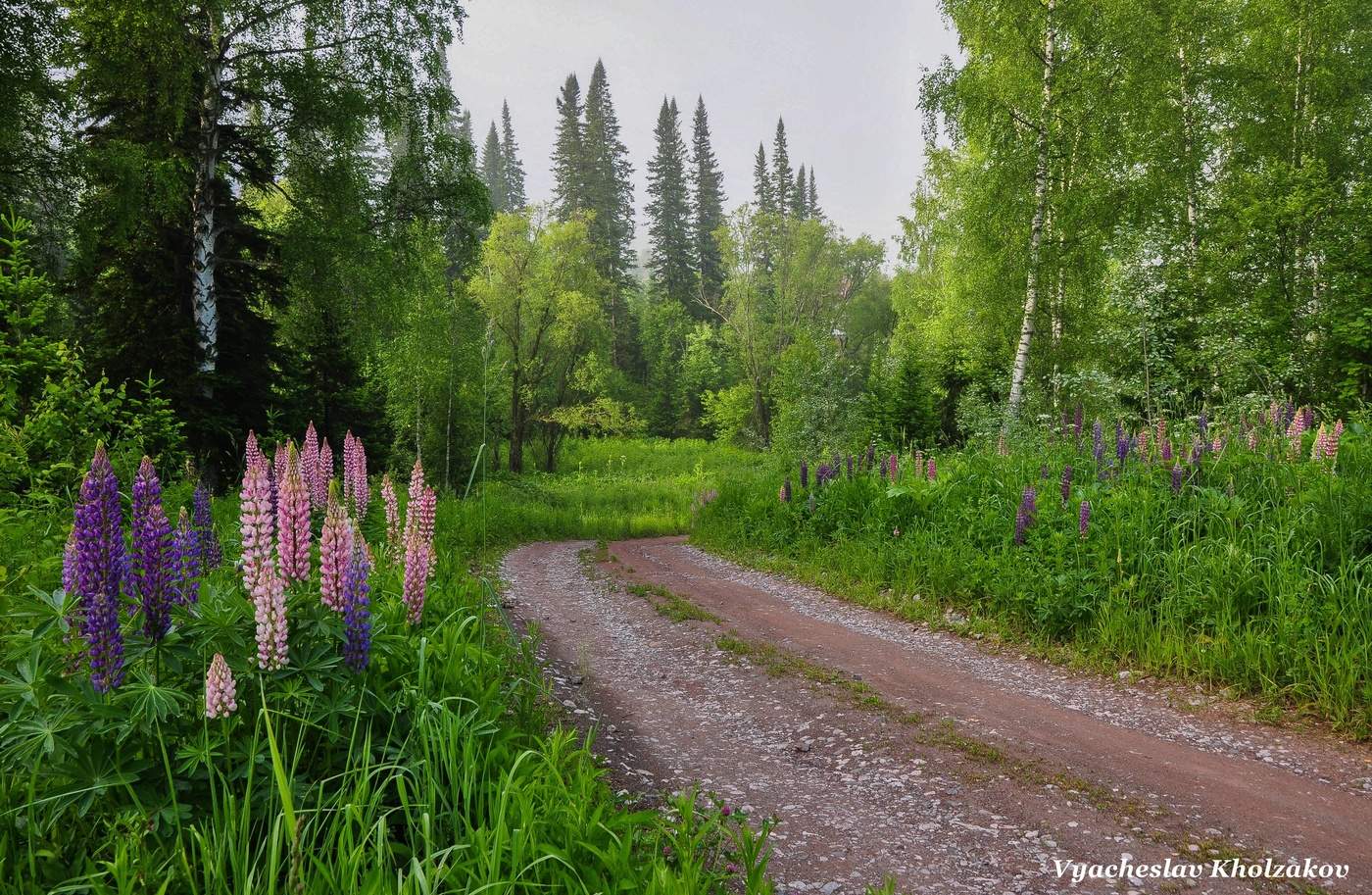 Утро в сибирском лесу