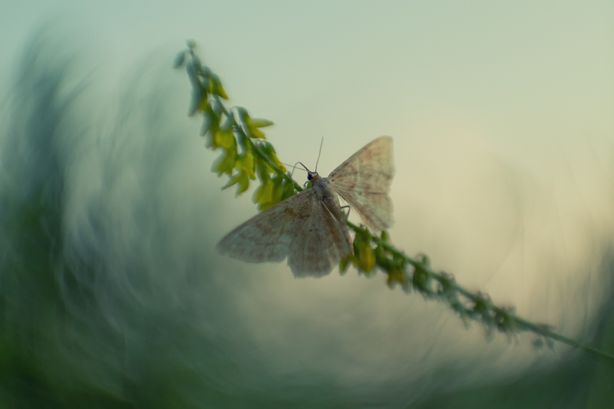 Не спугните тишину