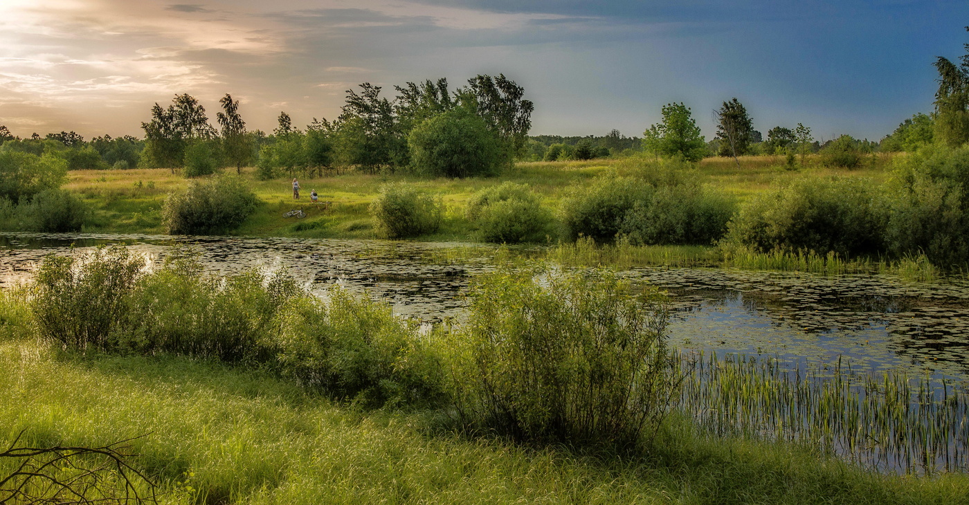 У тихой заводи пруда...