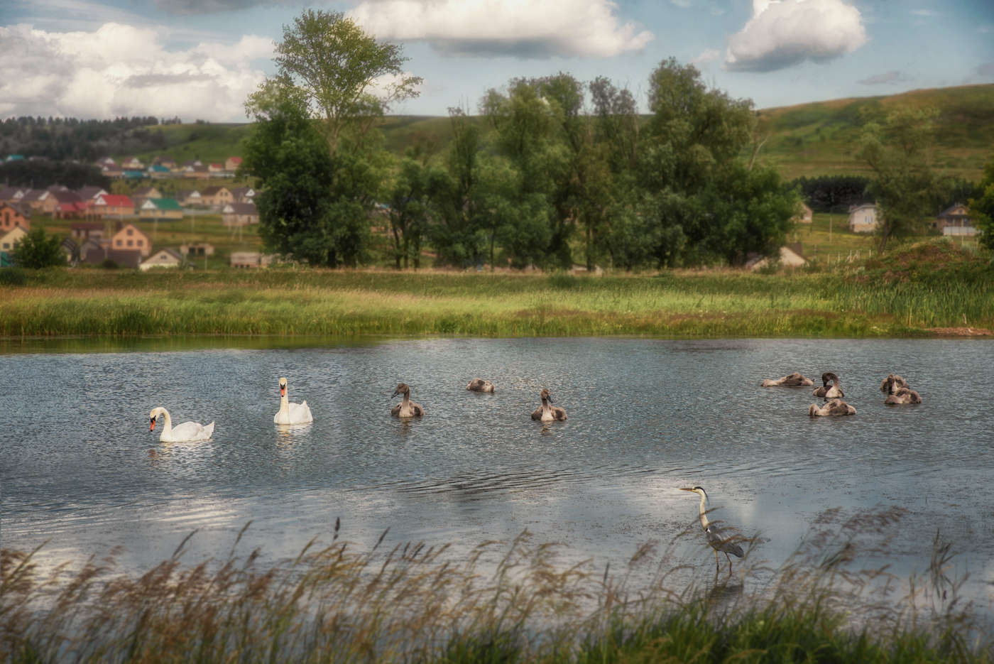 Старица Усени. Лебедята подросли.