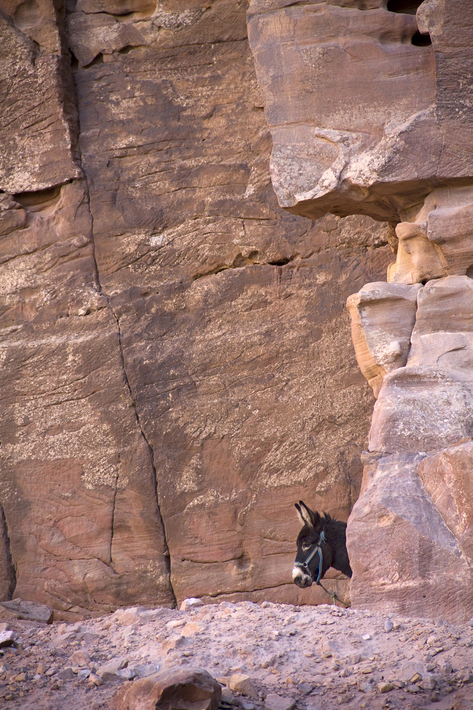 Петра и ее обитатели-3