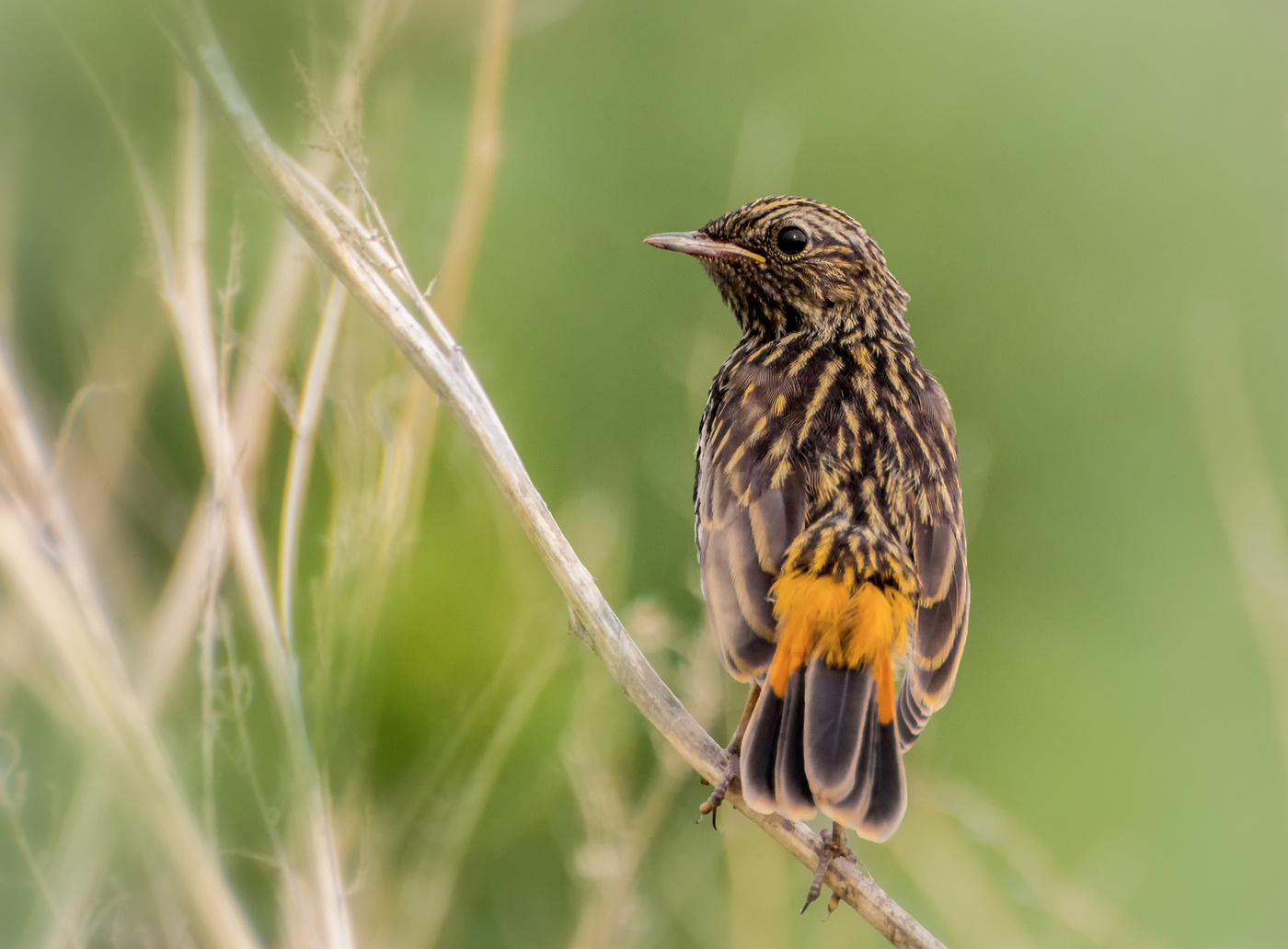 варакушонок..