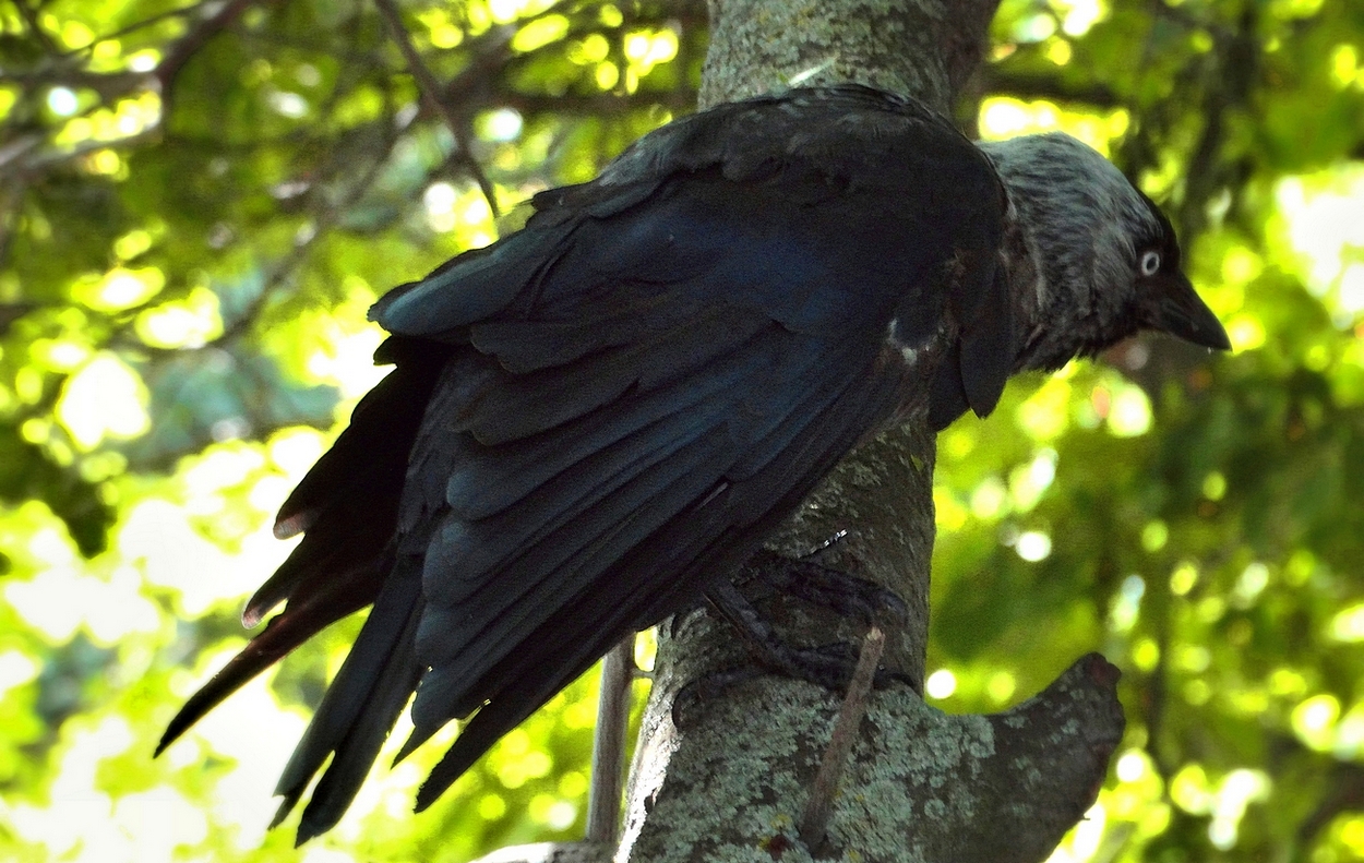 Ох эта жара, заморила