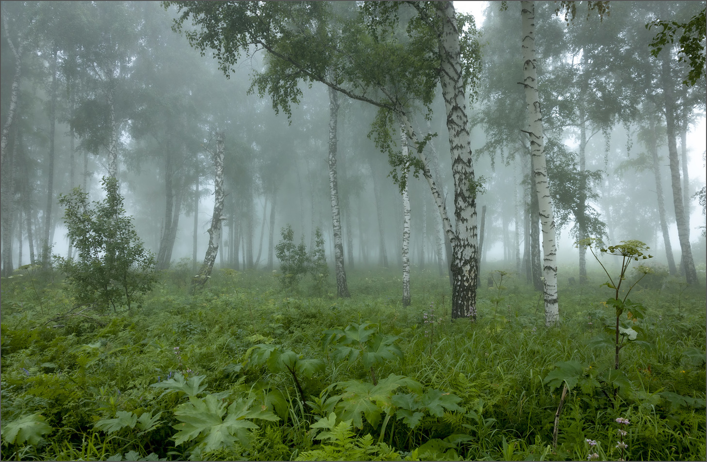 Июльское утро...