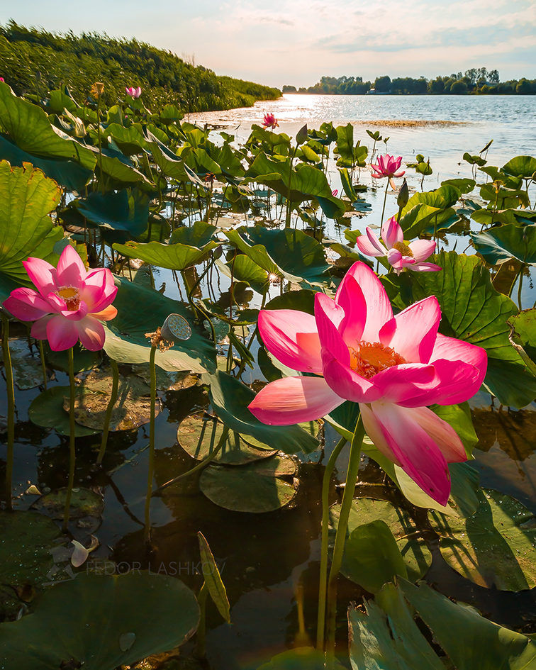Лотосы Волги