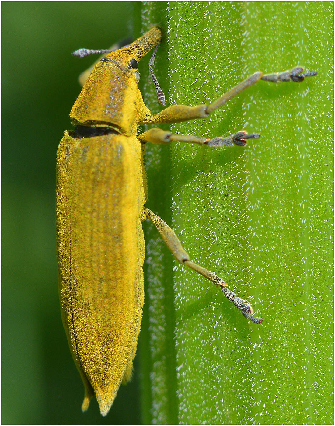 Утренний коктейль.