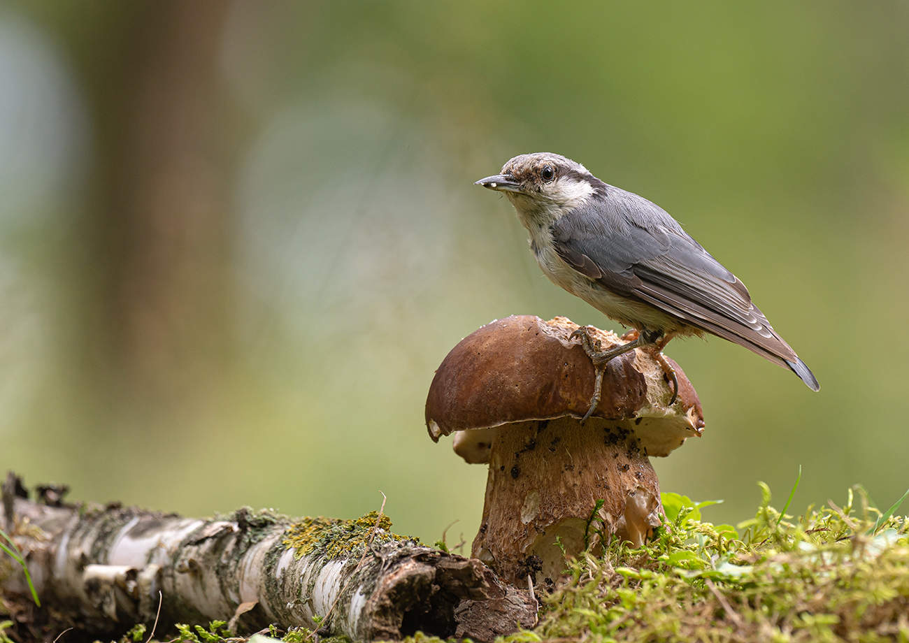 Картинка из леса