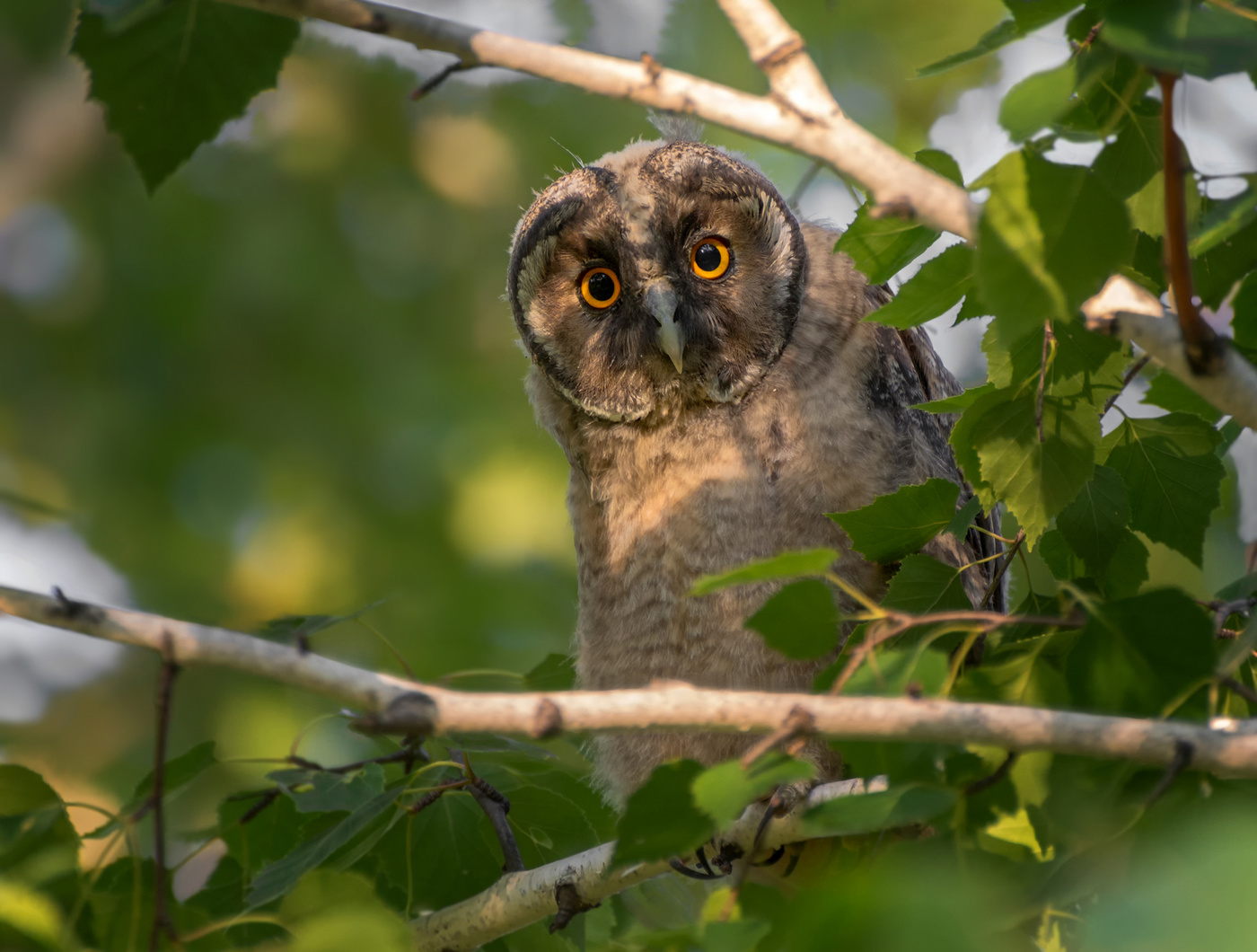 любопытная..