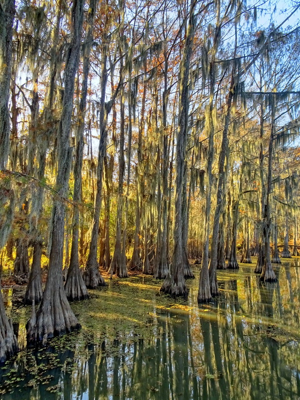 в вечернем свете