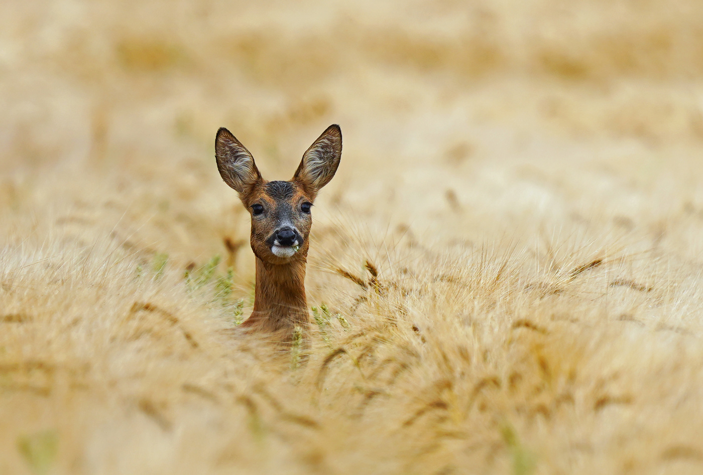 Sichtkontakt mit Reh