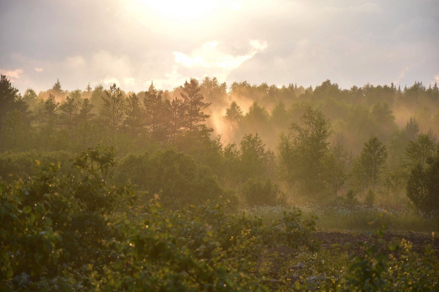 После дождя...