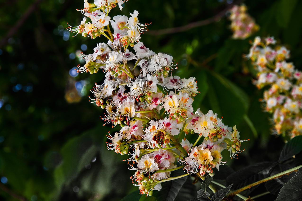 Многоэтажка