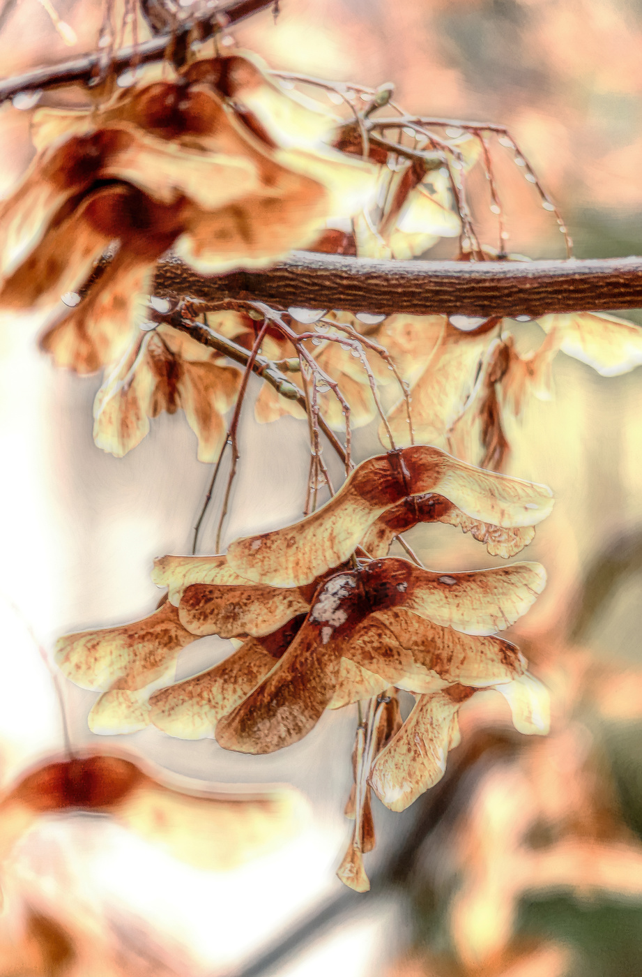 Вертолётики.