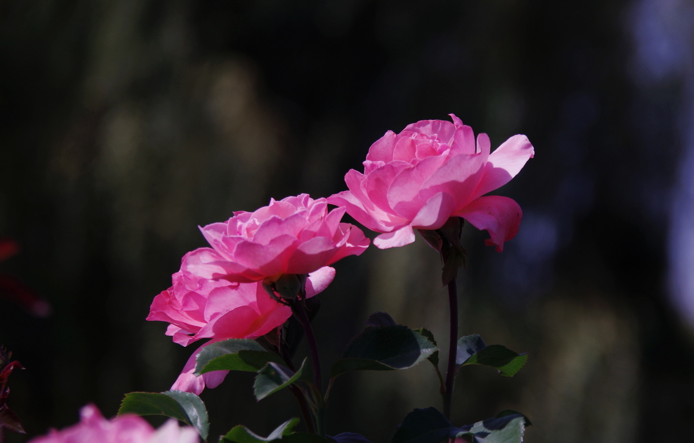 Знойная пятница