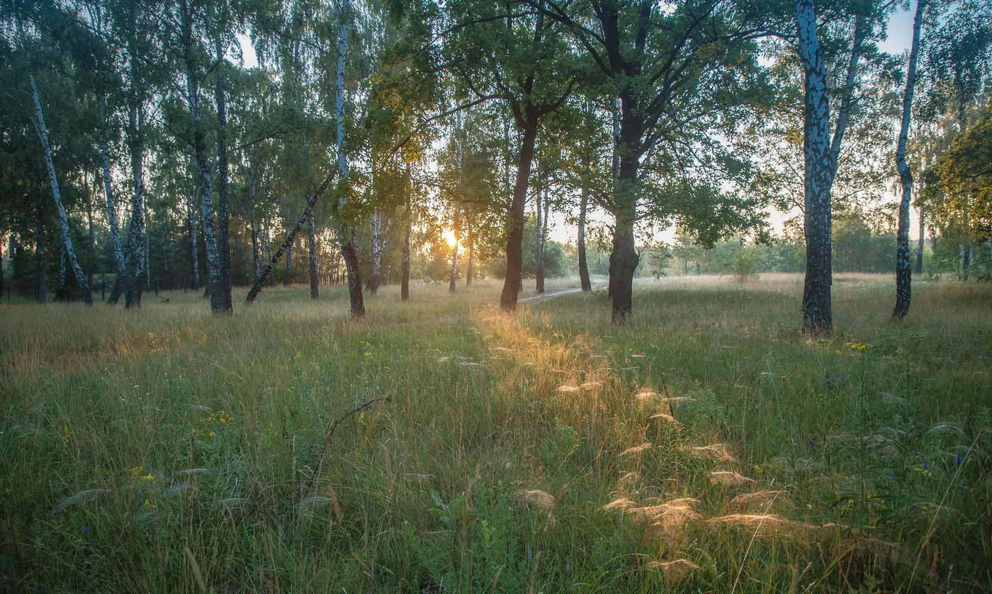 Рассвет ворвался в темные леса...