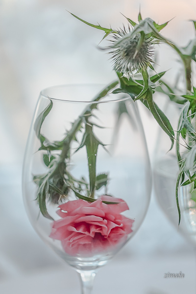 шипы и роза