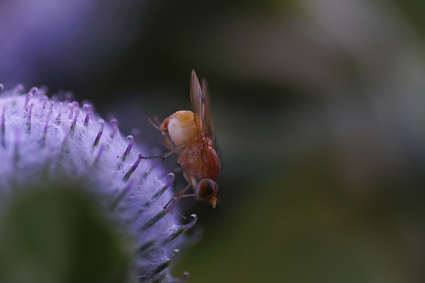 Мушка дрозофила