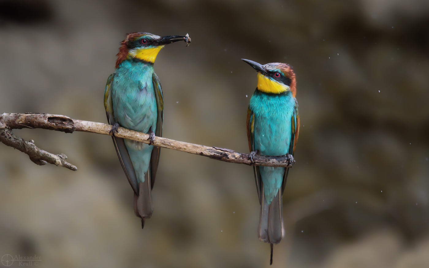 Мокрые охотники...