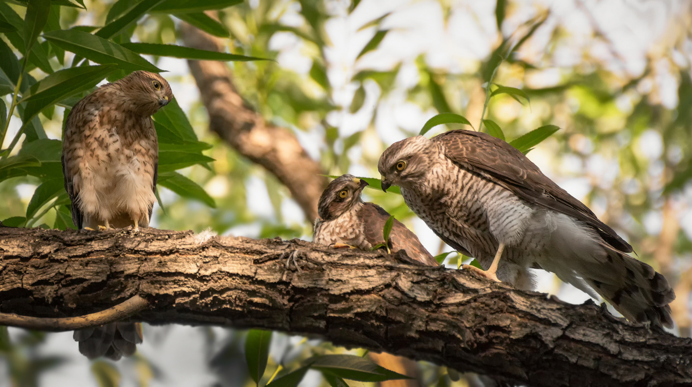 птенцы подросли... ястребы перепелятники.