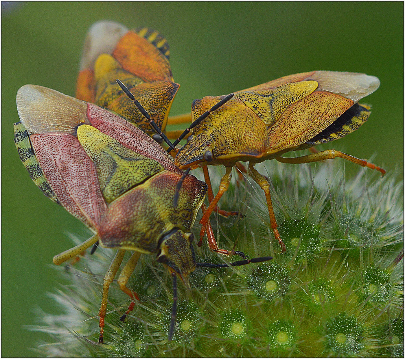 Так рождаются слухи.